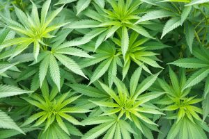 Онкология: Комплексный обзор и влияние на него марихуаны